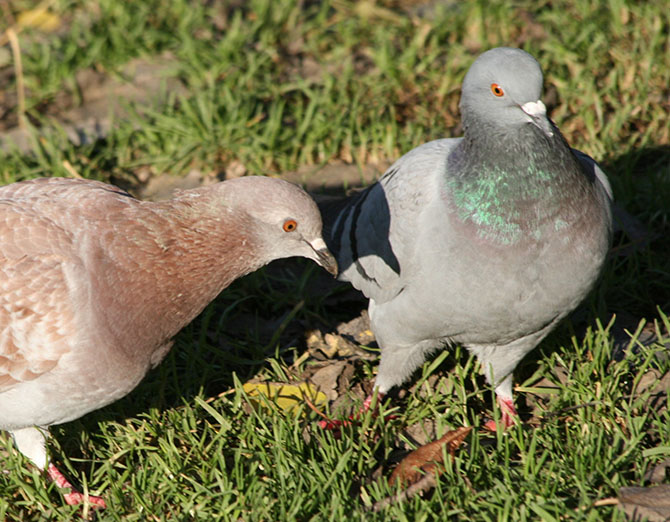 Pigeons de ville (Columba livia var. domestica) - ©  F. Malher